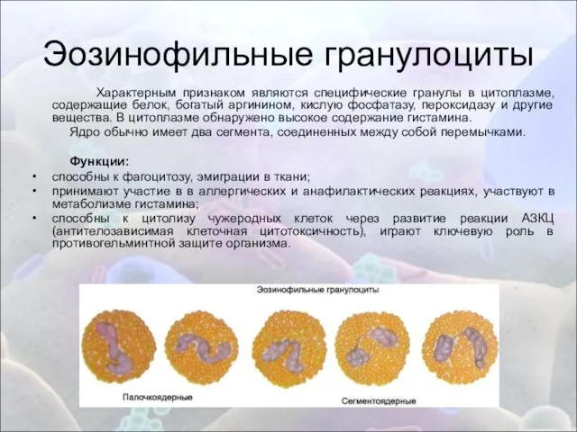 Эозинофильные гранулоциты Характерным признаком являются специфические гранулы в цитоплазме, содержащие белок, богатый