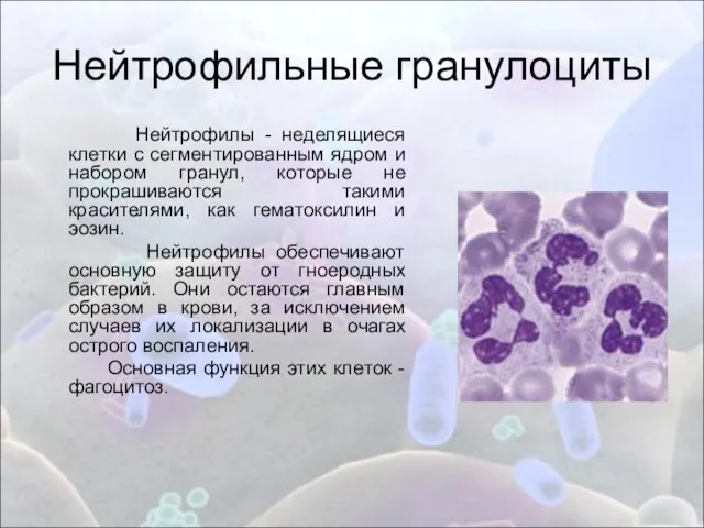 Нейтрофильные гранулоциты Нейтрофилы - неделящиеся клетки с сегментированным ядром и набором гранул,