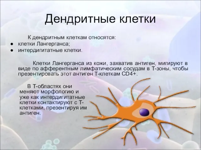 Дендритные клетки В T-областях они меняют морфологию и уже как интердигитатные клетки