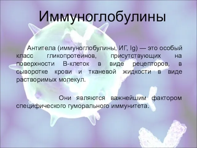 Иммуноглобулины Антитела (иммуноглобулины, ИГ, Ig) — это особый класс гликопротеинов, присутствующих на