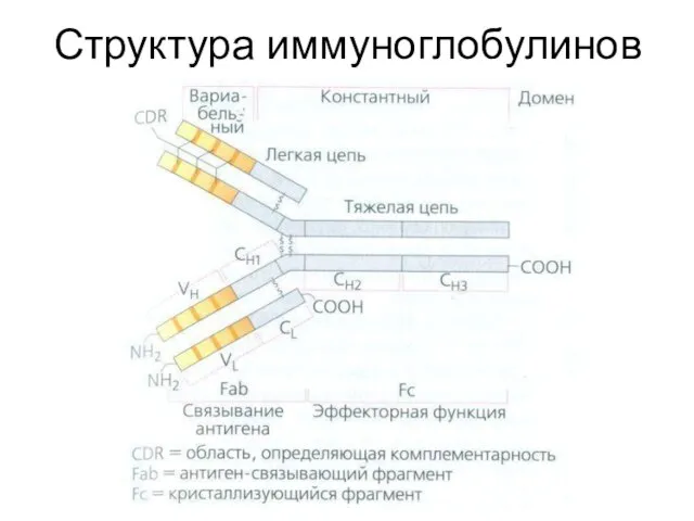 Структура иммуноглобулинов