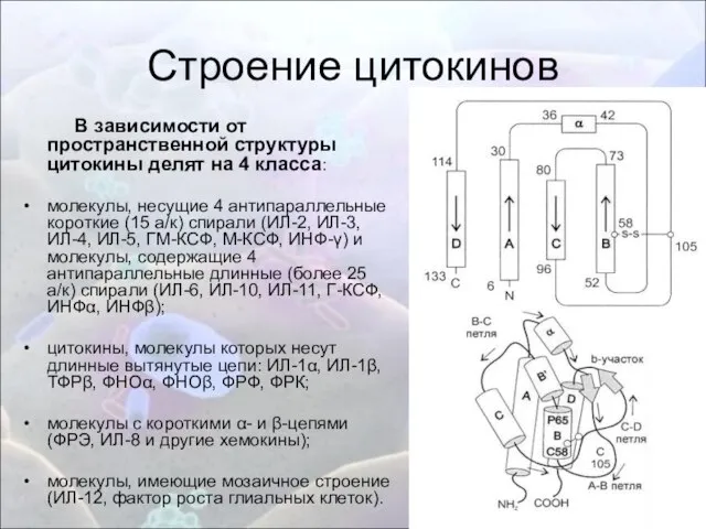 Строение цитокинов В зависимости от пространственной структуры цитокины делят на 4 класса: