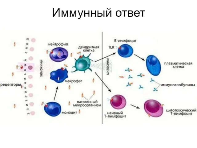 Иммунный ответ