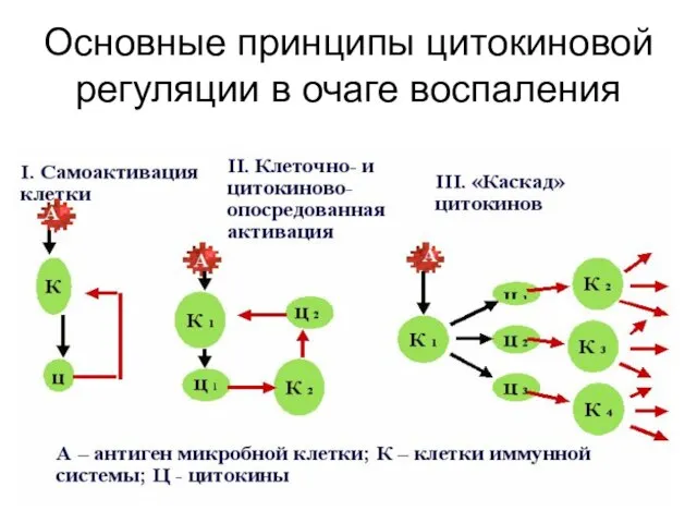 Основные принципы цитокиновой регуляции в очаге воспаления