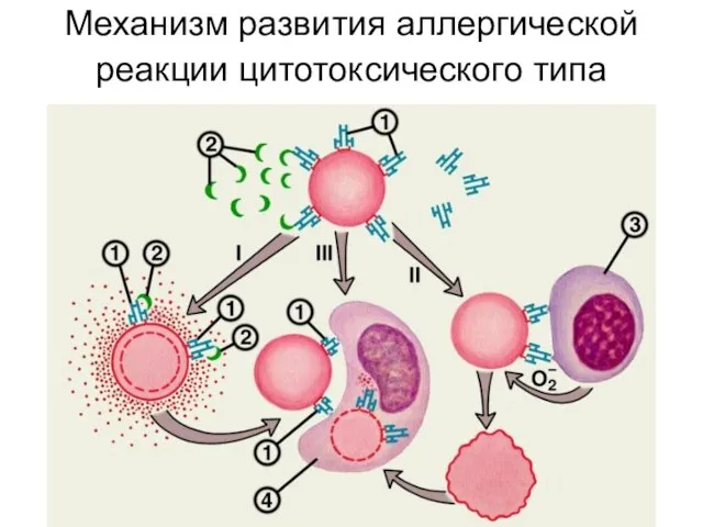 Механизм развития аллергической реакции цитотоксического типа