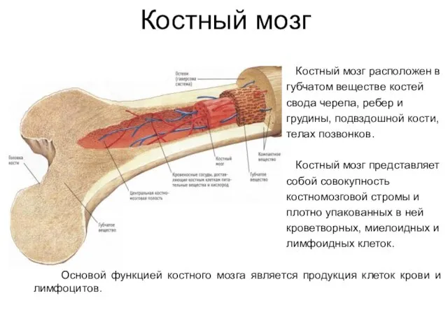 Костный мозг Костный мозг расположен в губчатом веществе костей свода черепа, ребер