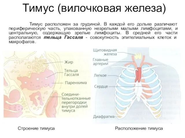 Тимус (вилочковая железа) Тимус расположен за грудиной. В каждой его дольке различают