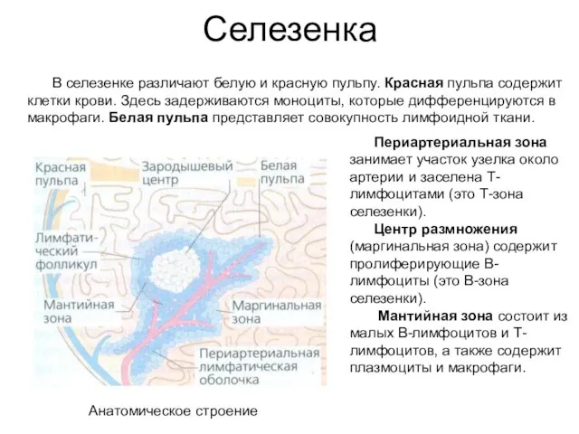 Селезенка В селезенке различают белую и красную пульпу. Красная пульпа содержит клетки