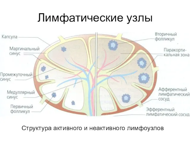 Лимфатические узлы Структура активного и неактивного лимфоузлов