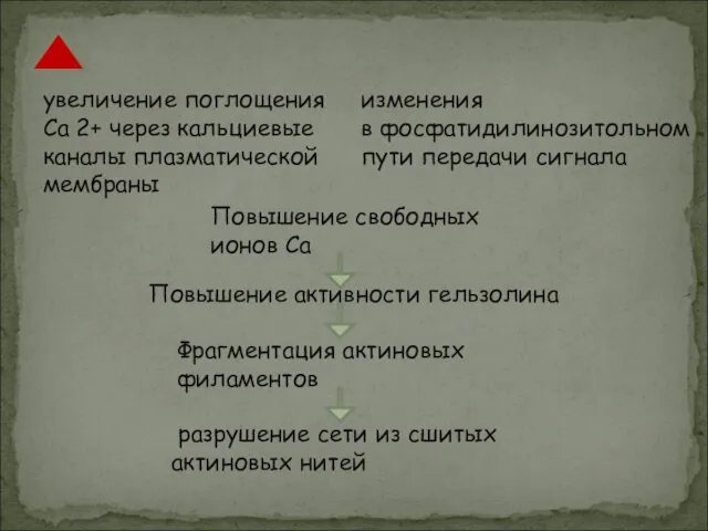 увеличение поглощения Ca 2+ через кальциевые каналы плазматической мембраны изменения в фосфатидилинозитольном