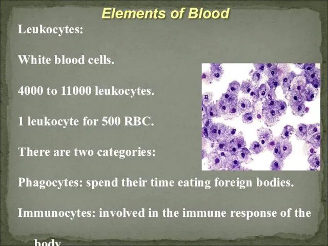 Elements of Blood Leukocytes: White blood cells. 4000 to 11000 leukocytes. 1