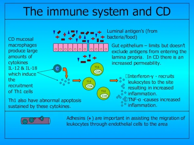 CD4 CD4 CD4 Gut epithelium – limits but doesn’t exclude antigens from