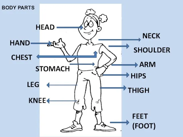 HEAD NECK SHOULDER HAND CHEST STOMACH ARM HIPS LEG KNEE THIGH FEET (FOOT) BODY PARTS