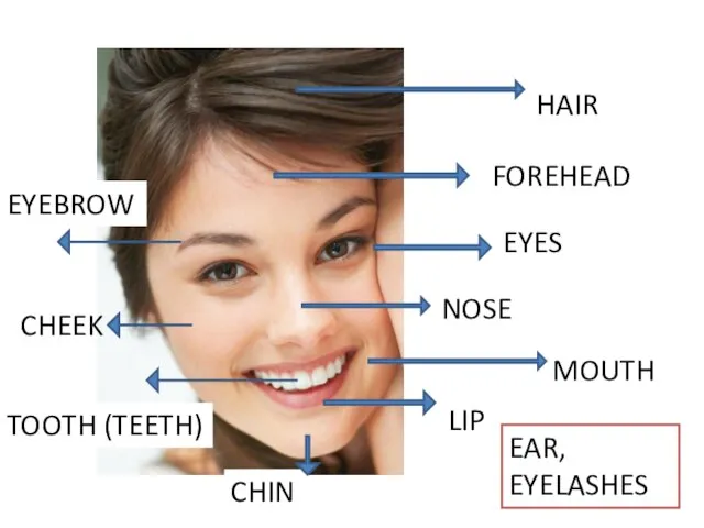 EYES LIP FOREHEAD HAIR NOSE EYEBROW MOUTH CHIN CHEEK EAR, EYELASHES TOOTH (TEETH)