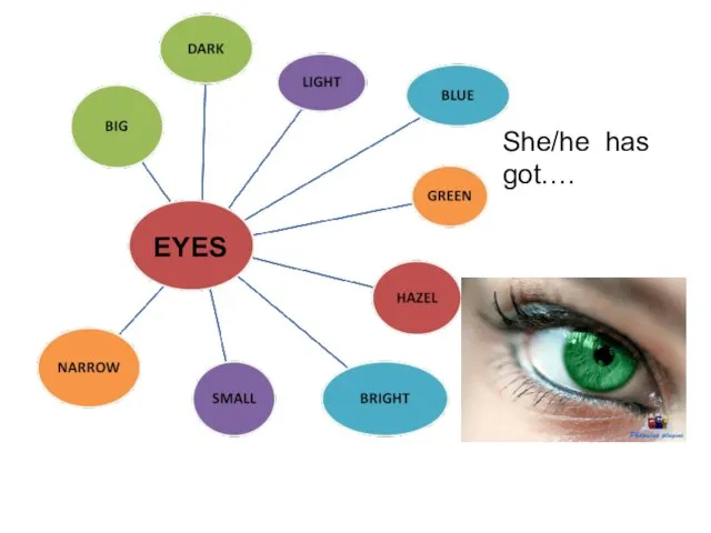 EYES She/he has got….