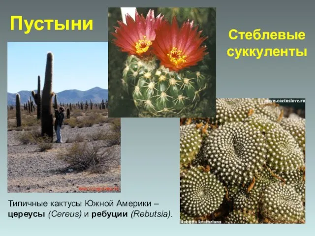 Типичные кактусы Южной Америки – цереусы (Cereus) и ребуции (Rebutsia). Стеблевые суккуленты Пустыни