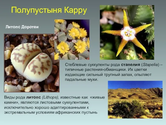 Полупустыня Карру Виды рода литопс (Lithops), известные как «живые камни», являются листовыми