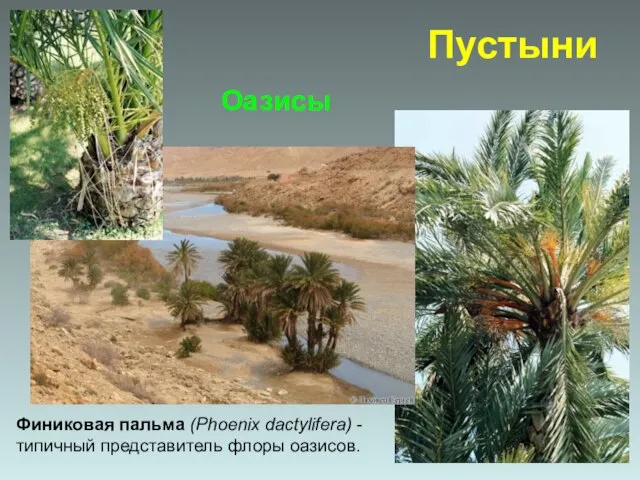Оазисы Финиковая пальма (Phoenix dactylifera) - типичный представитель флоры оазисов. Пустыни