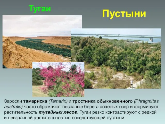 Заросли тамариска (Tamarix) и тростника обыкновенного (Phragmites australis) часто обрамляют песчаные берега