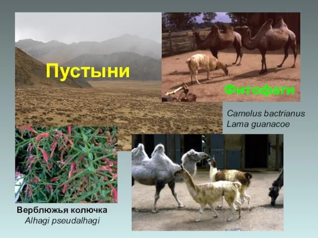 Верблюжья колючка Alhagi pseudalhagi Фитофаги Camelus bactrianus Lama guanacoe Пустыни