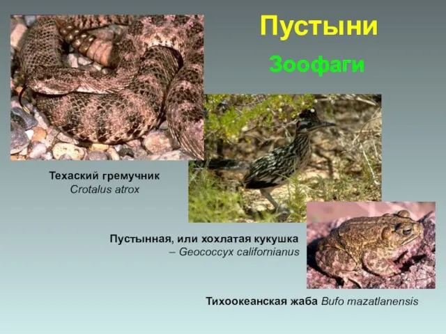 Зоофаги Тихоокеанская жаба Bufo mazatlanensis Пустынная, или хохлатая кукушка – Geococcyx californianus