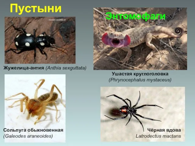 Чёрная вдова Latrodectus mactans Пустыни Жужелица-антия (Anthia sexguttata) Ушастая круглоголовка (Phrynocephalus mystaceus)