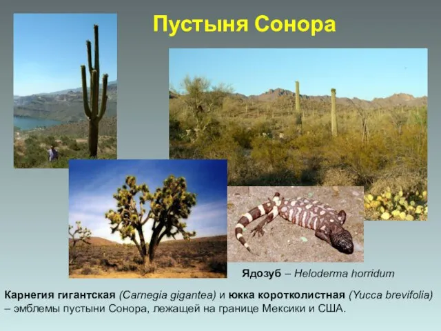 Карнегия гигантская (Carnegia gigantea) и юкка коротколистная (Yucca brevifolia) – эмблемы пустыни