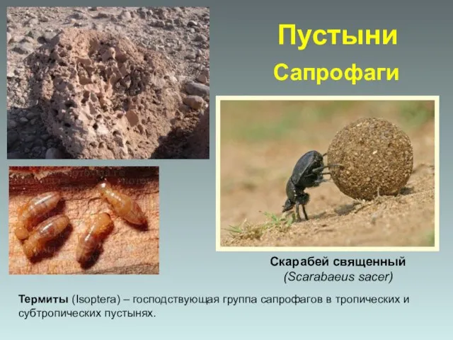 Сапрофаги Скарабей священный (Scarabaeus sacer) Термиты (Isoptera) – господствующая группа сапрофагов в