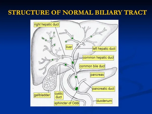 STRUCTURE OF NORMAL BILIARY TRACT