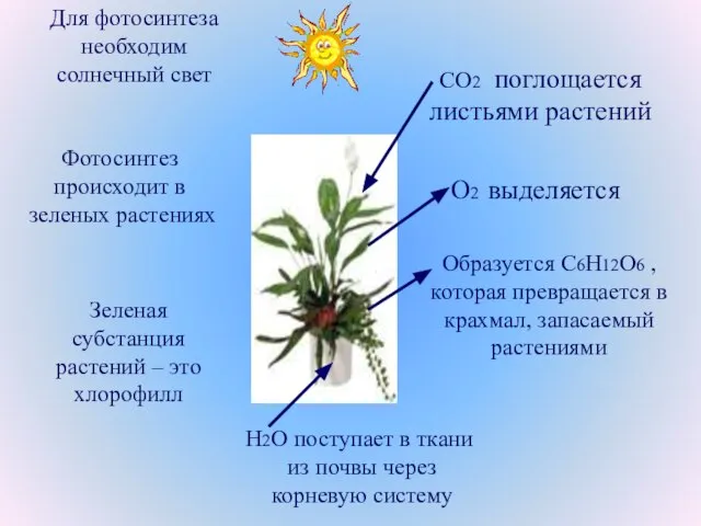 Для фотосинтеза необходим солнечный свет Фотосинтез происходит в зеленых растениях Зеленая субстанция