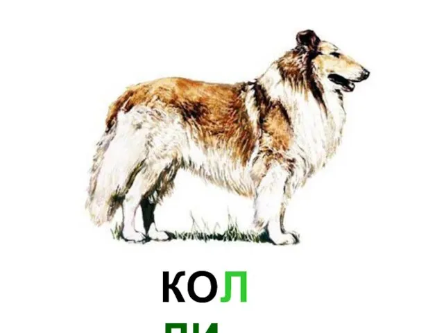 КОЛЛИ