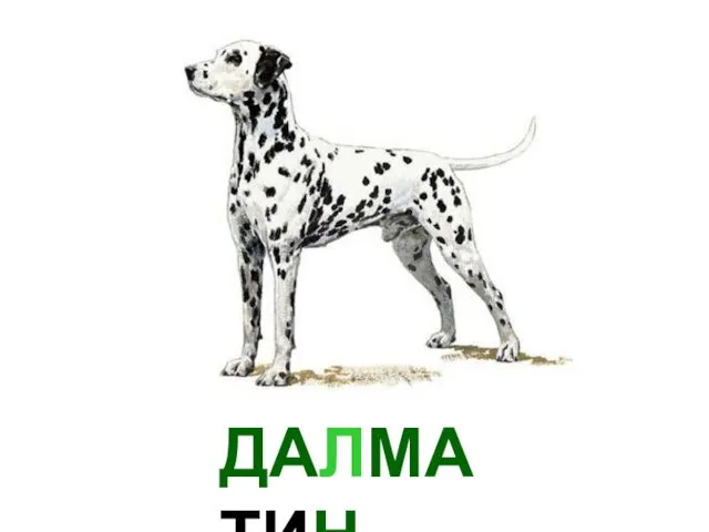 ДАЛМАТИН