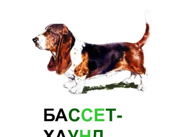 БАССЕТ-ХАУНД