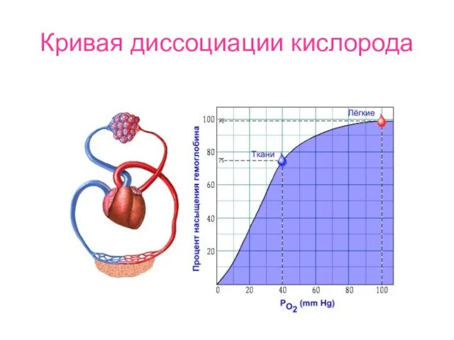 Кривая диссоциации кислорода