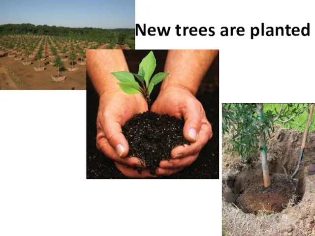New trees are planted