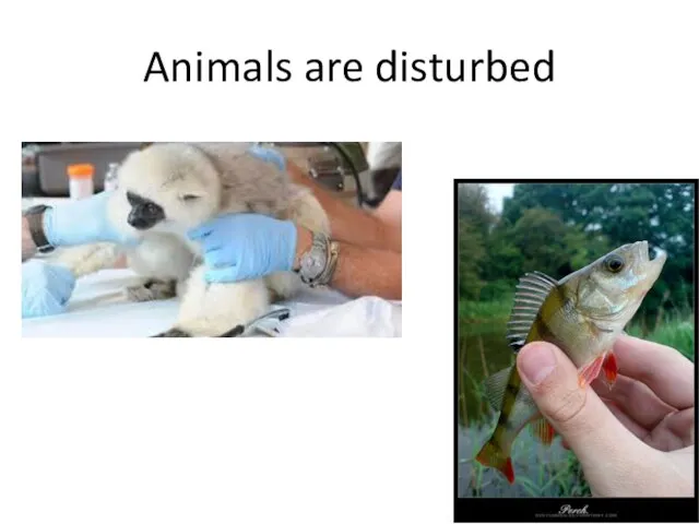 Animals are disturbed