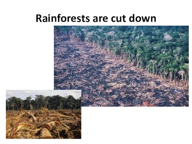 Rainforests are cut down