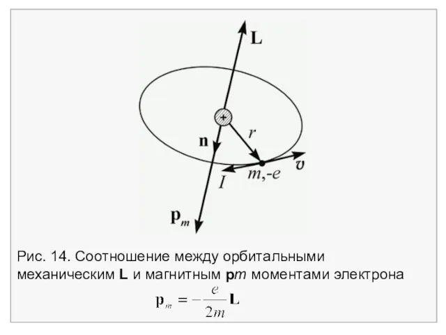 Рис. 14. Соотношение между орбитальными механическим L и магнитным pm моментами электрона