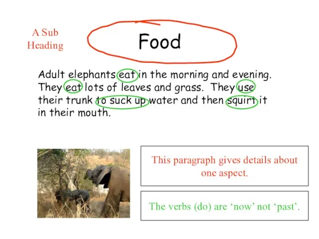 Food Adult elephants eat in the morning and evening. They eat lots