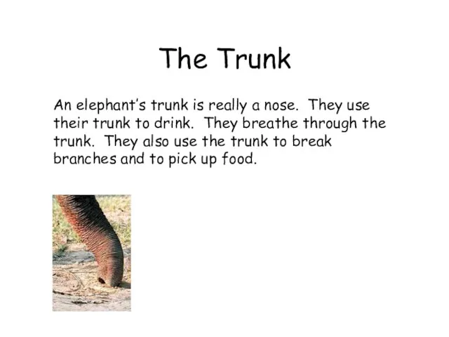 The Trunk An elephant’s trunk is really a nose. They use their