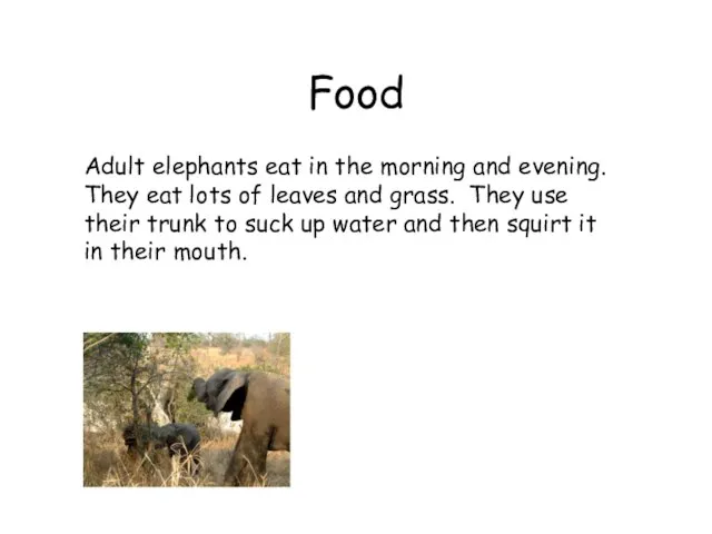 Food Adult elephants eat in the morning and evening. They eat lots