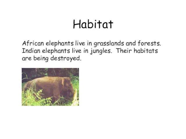 Habitat African elephants live in grasslands and forests. Indian elephants live in