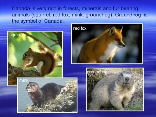 Canada is very rich in forests, minerals and fur-bearing animals (squirrel, red
