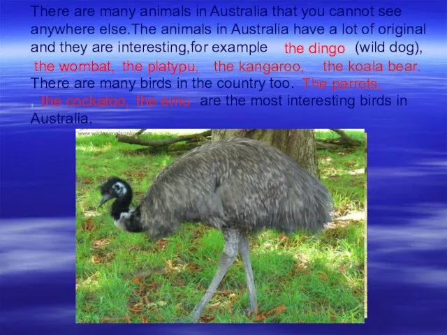 There are many animals in Australia that you cannot see anywhere else.The
