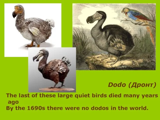 Dodo (Дронт) The last of these large quiet birds died many years