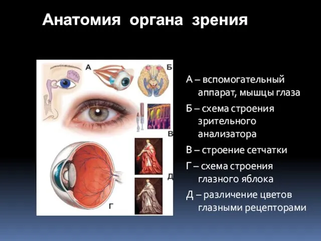 Анатомия органа зрения А – вспомогательный аппарат, мышцы глаза Б – схема