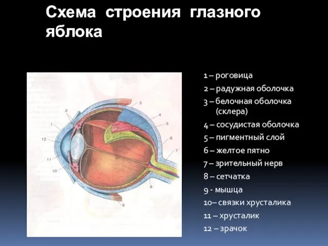 Схема строения глазного яблока 1 – роговица 2 – радужная оболочка 3