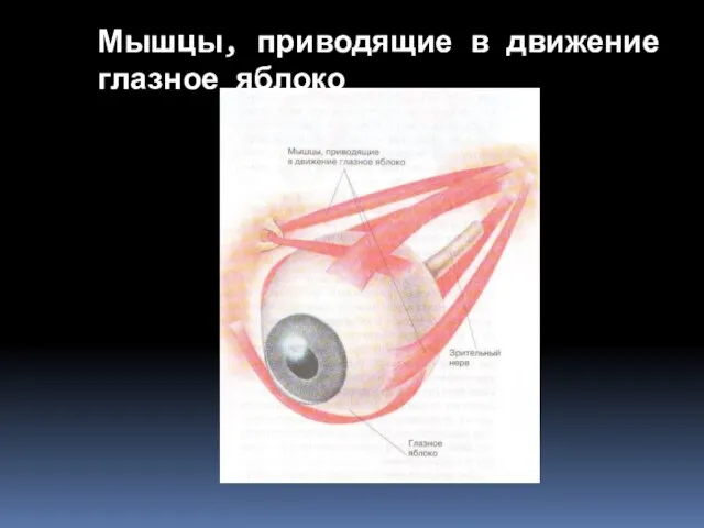 Мышцы, приводящие в движение глазное яблоко