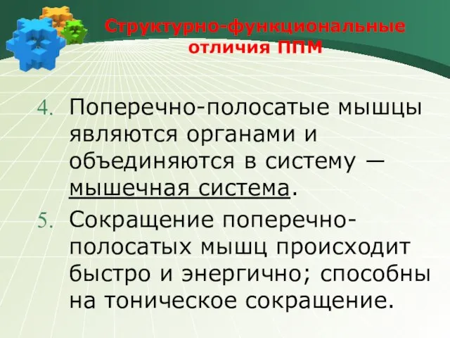 Поперечно-полосатые мышцы являются органами и объединяются в систему ― мышечная система. Сокращение