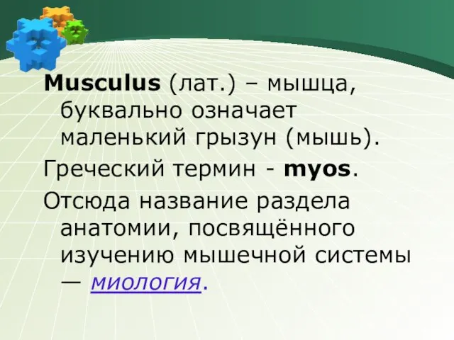 Musculus (лат.) – мышца, буквально означает маленький грызун (мышь). Греческий термин -